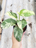 Rhaphidophora Puberula Variegated - Image 2