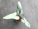 Philodendron Silver Swan Leaf - Image 4