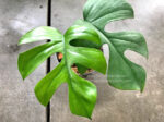 Philodendron Ginny / Raphidophora tetraperma - Image 6
