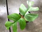 Philodendron Ginny / Raphidophora tetraperma - Image 7