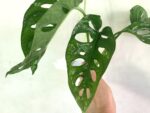Monstera Adansonii - Image 4