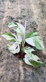 10 Plants Epipremnum Pinnatum Marble Variegated size S - Image 3