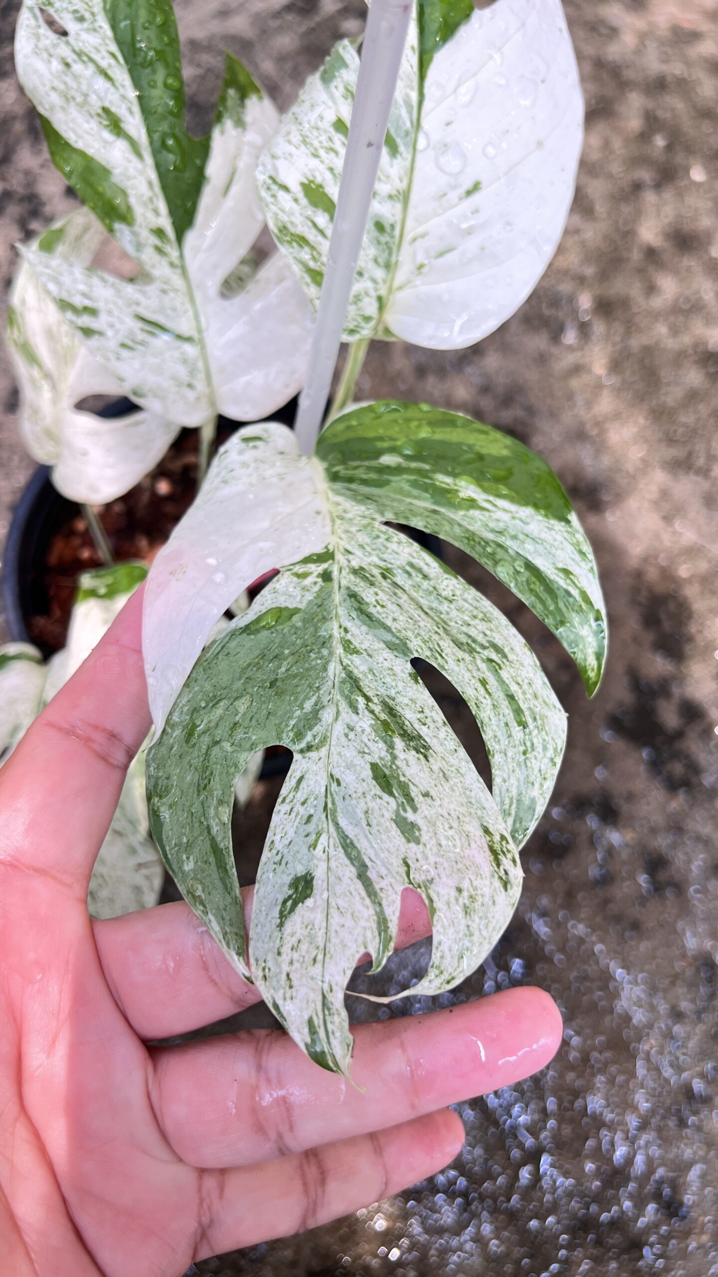 img_7379.jpg 10 Plants Epipremnum Pinnatum Marble Variegated size S - Image 1