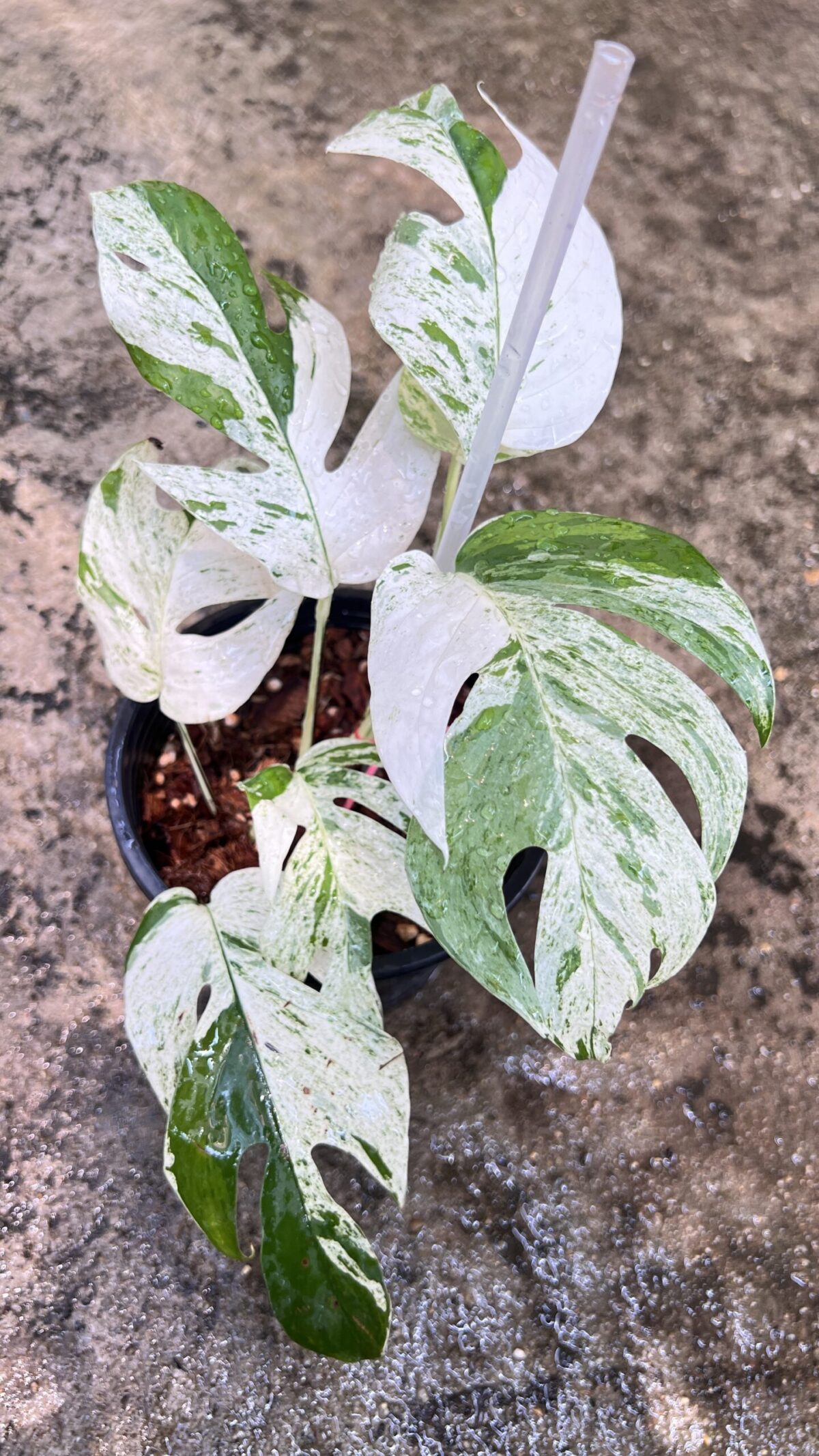 10 Plants Epipremnum Pinnatum Marble Variegated size S - Image 2
