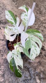 10 Plants Epipremnum Pinnatum Marble Variegated size S - Image 2