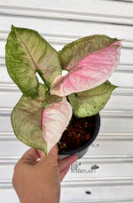 Syngonium Strawberry Ice - Image 2