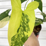 Syngonium Podophyllum Aurea Yellow Variegated