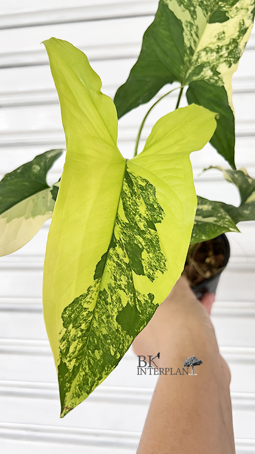 img_7490.jpg Syngonium Podophyllum Aurea Yellow Variegated - Image 1