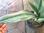 Sansevieria Manolin Siam Silver - Image 2