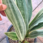 Sansevieria Manolin Siam Silver