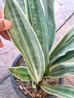 Sansevieria Manolin Siam Silver