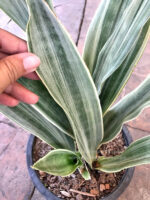 Sansevieria Manolin Siam Silver - Image 3
