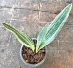 Sansevieria Manolin Siam Silver - Image 5