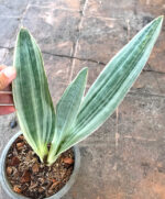 Sansevieria Manolin Siam Silver - Image 4