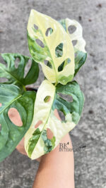 Monstera Adansonii Albo Variegated - Image 2