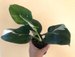 Philodendron White Wizard Variegated - Image 2