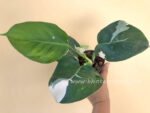 Philodendron White Wizard Variegated - Image 3