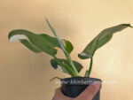 Philodendron White Wizard Variegated - Image 4