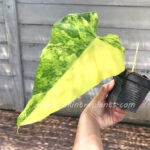 Philodendron Domestic Variegated 1 Leaf