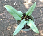 Philodendron Silver Swan Leaf
