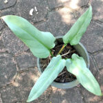 Philodendron Silver Swan Leaf