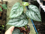 Philodendron Brandtianum Silver Leaf Variegated - Image 4