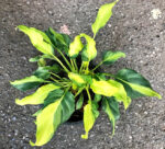 Philodendron Xanadu Yellow Compact Variegated - Image 3