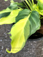Philodendron Xanadu Yellow Compact Variegated
