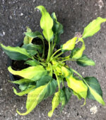 Philodendron Xanadu Yellow Compact Variegated - Image 4