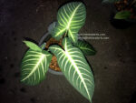 Xanthosoma lindenii - Image 2