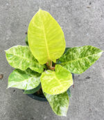 Philodendron Albo Moonlight Variegated - Image 3