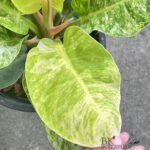 Philodendron Albo Moonlight Variegated