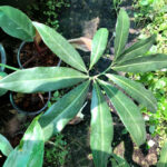 Philodendron Goeldii