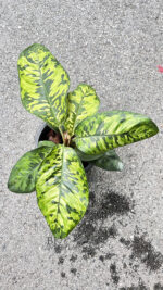 Homalomena Camouflage Wallisii Variegated - Image 3