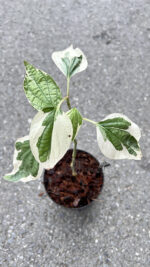 Wildbetal Leafbush Variegated - Image 2