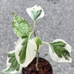 Wildbetal Leafbush Variegated