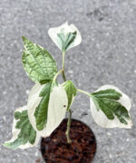 Wildbetal Leafbush Variegated