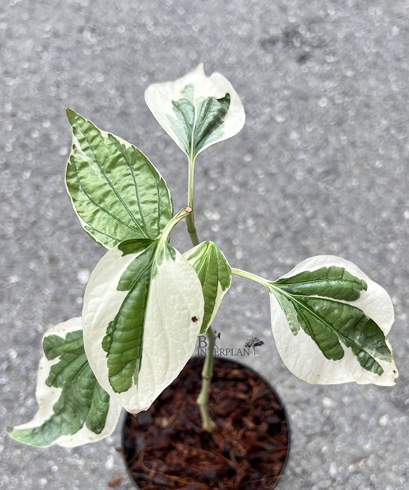 img_8368c.jpg Wildbetal Leafbush Variegated - Image 1