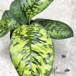 Homalomena Camouflage Wallisii Variegated