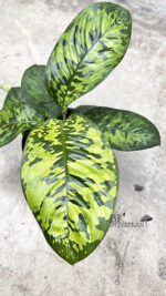 Homalomena Camouflage Wallisii Variegated