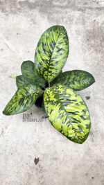 Homalomena Camouflage Wallisii Variegated - Image 2