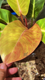 Philodendron Moonlight Red Galaxy Variegated Super RARE - Image 6
