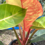 Philodendron Moonlight Red Galaxy Variegated Super RARE