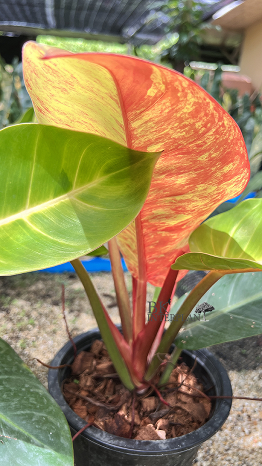 img_8401c.jpg Philodendron Moonlight Red Galaxy Variegated Super RARE - Image 1