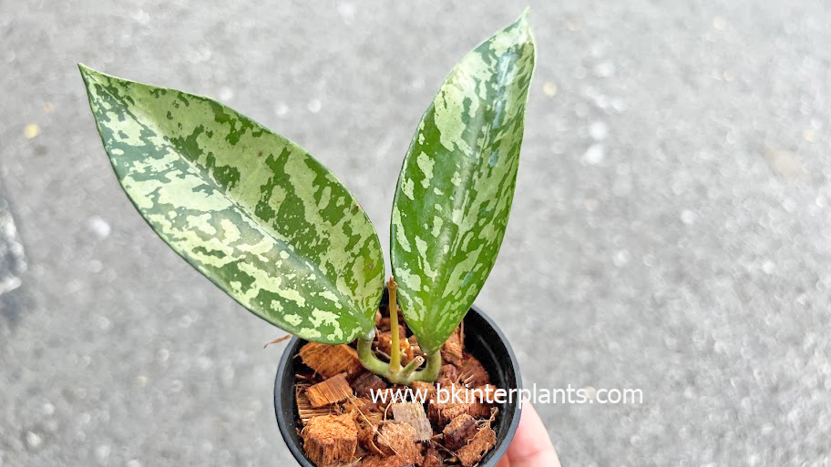 img_8482.jpg Hoya Pottsii Splash - Image 1