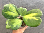 Hoya Kerrii Yellow Variegated - Image 2