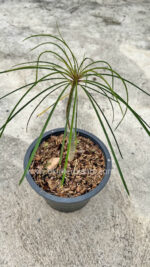 Plumeria Pheviferla - Image 4