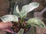 Philodendron Birkin - Image 3