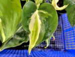 Philodendron hederaceum 'Gabby' - Image 2