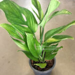 Monstera Pinnatipartita